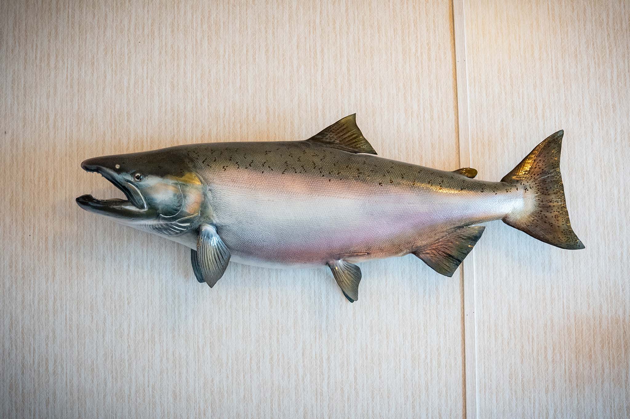 Trophy Dolly Varden Fish Mount