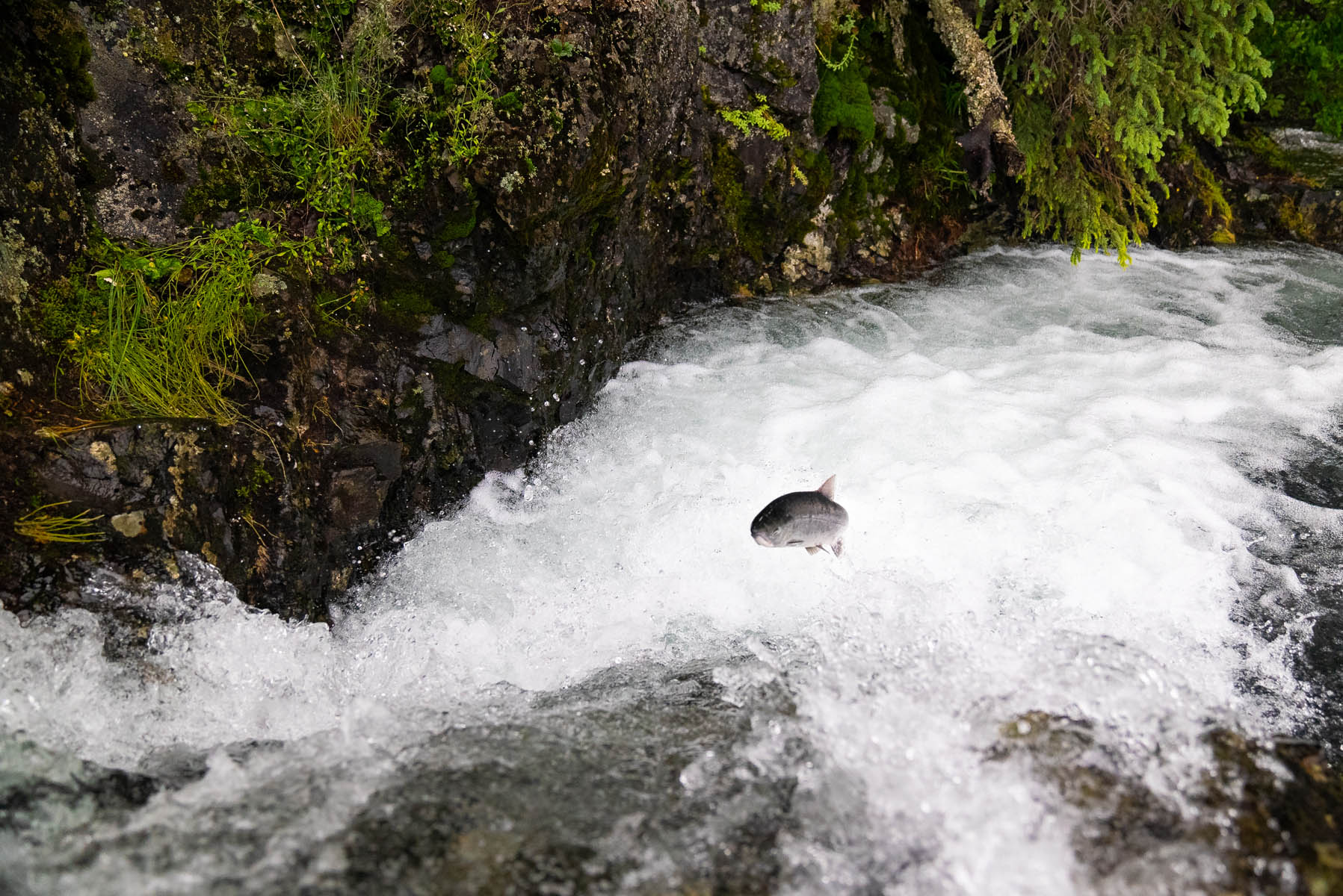 Sockeye Salmon Jumping up waterfall
