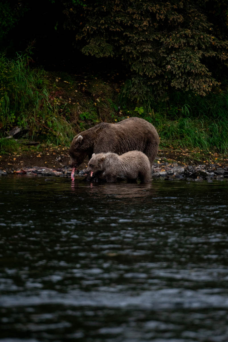 Alaskan brown bear and cub