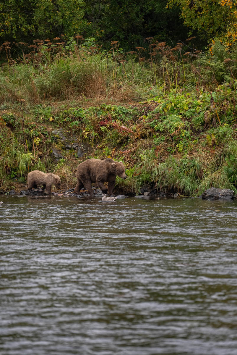 Bear Viewing