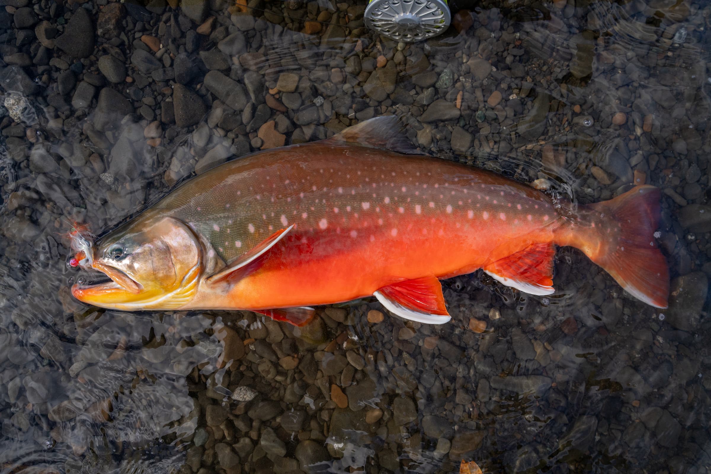 Fish The Best in Alaska | Tikchik Narrows Lodge & Bristol Bay - Tikchik ...
