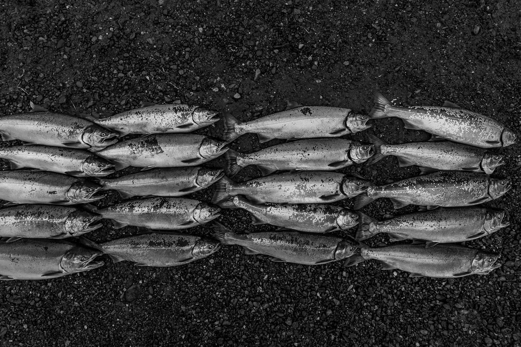 Salmon Harvest at Nuyakuk Falls