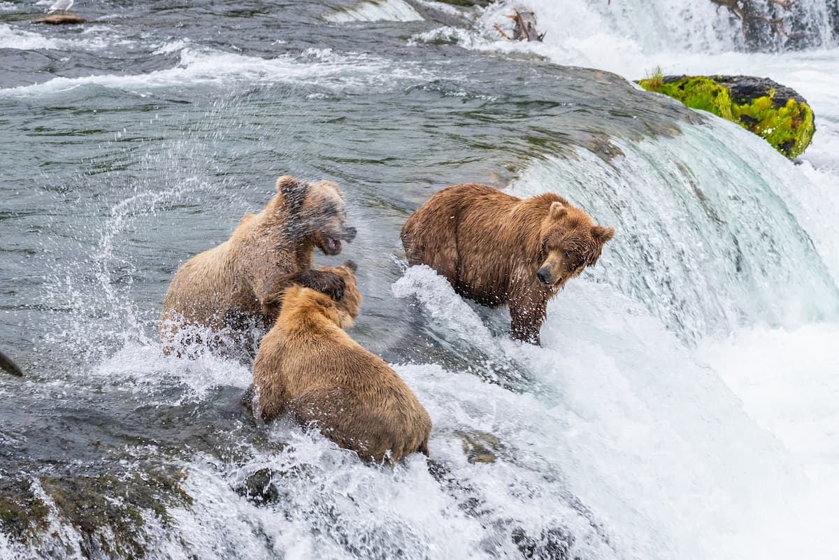 Experience the Legend | Fishing & Bear Viewing in Alaska - Tikchik Narrows Lodge Alaska
