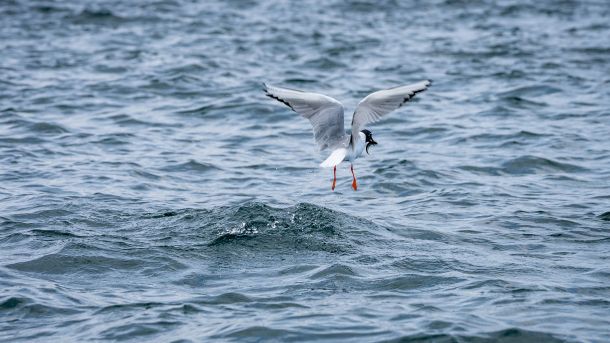 Arctic Turn eating Salmon Fry