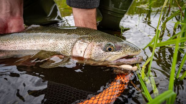 Mousing Rainbows in Tikchik 