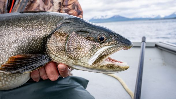 Trophy Lake Trout 