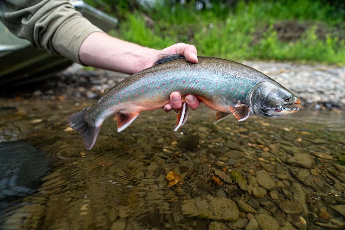 Trophy Dolly Varden