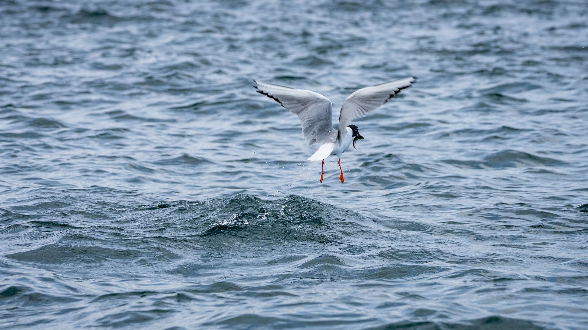Seagull Catching Salmon Fry