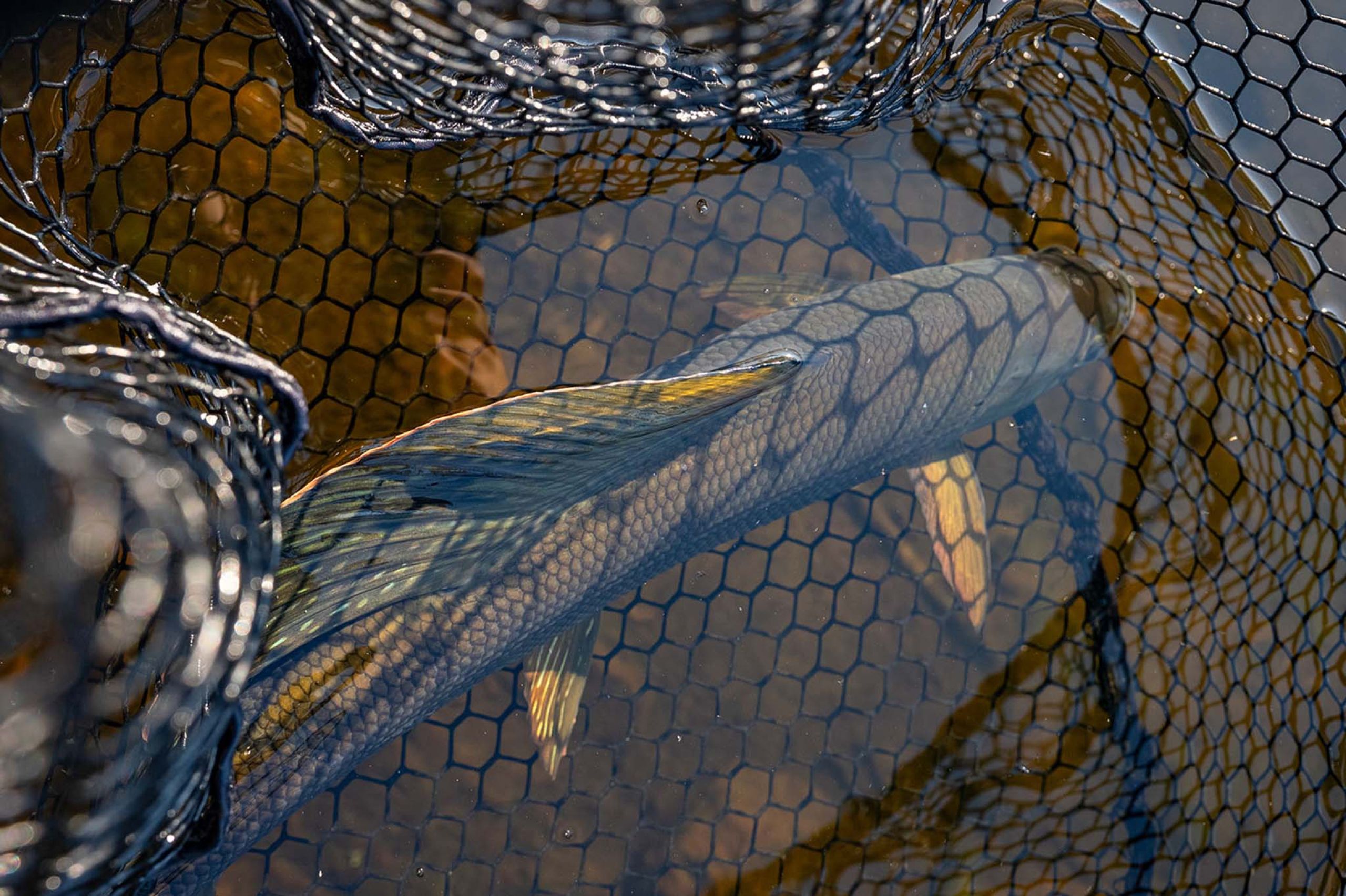 Arctic Grayling in Net 