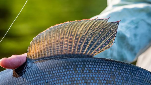 Arctic Grayling Dorsal Fin