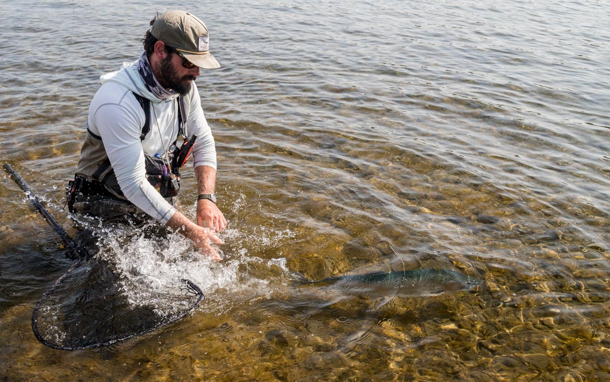 Char being released after caught fly fishing in Bristol Bay