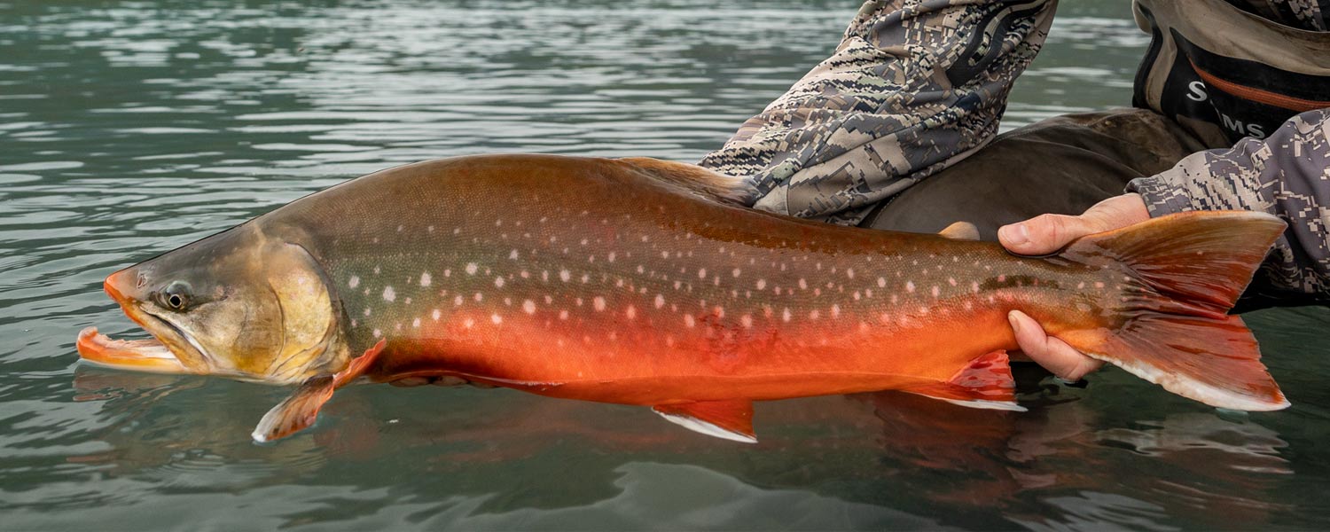 Beautiful Bristol Bay char in spawn colors
