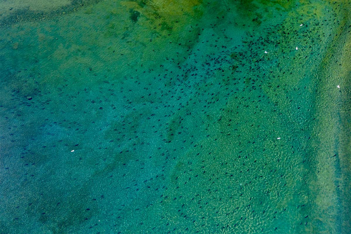 Drone shot of school of salmon