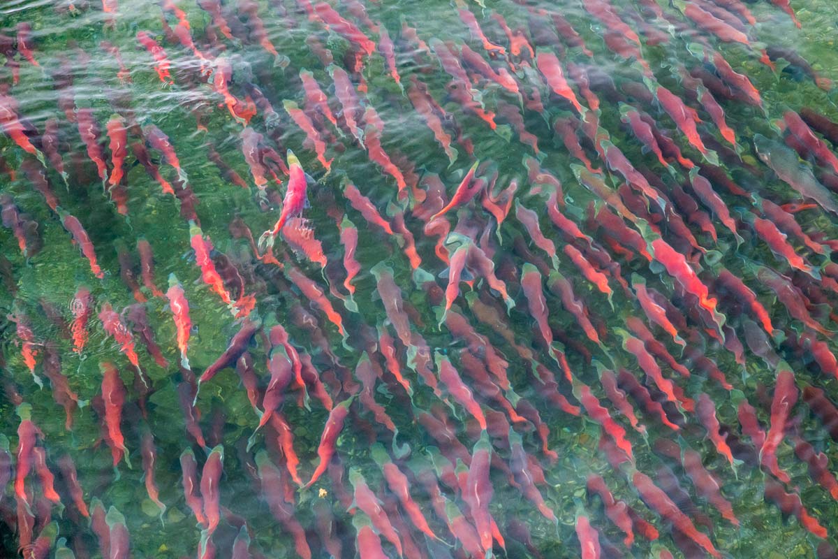 School of sockeye salmon in spawning colors